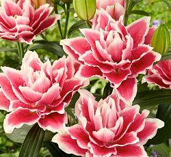 Лилия (восточная махровая) - Фабьен