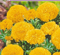 Бархатцы прямостоячие Проуд мари голд F1