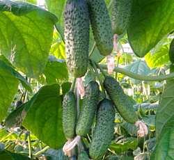 Огурец Изумрудные сережки F1