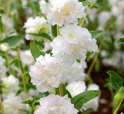 Кларкия изящная Альбина