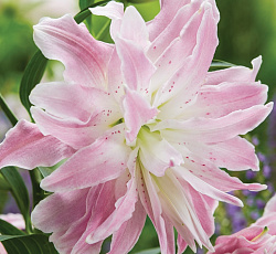 Лилия (восточная махровая) - Лотус Куин