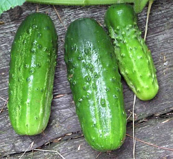 Огурец Муромский 36