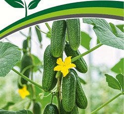 Огурец Хитрец F1