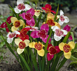 Тигридия (павлинья) - Смесь окрасок