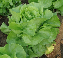 Салат Берлинский желтый (кочанный)