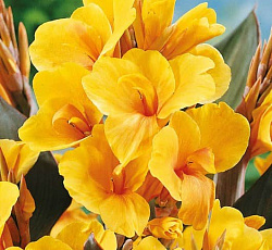 Канна (карликовая) - Луи Коттон