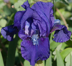 Ирис (карликовый) - Бенбери Раффлс