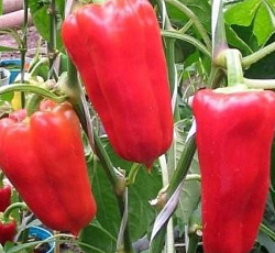 Перец сладкий Здоровье