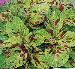 Колеус блюме Визард Мозаика