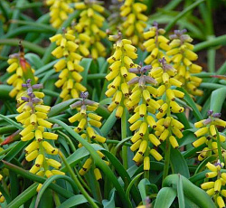 Мускари - крупноплодный Голден Фрейгранс