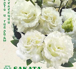 Эустома (лизиантус) Алисса белая F1 (крупноцветковая)