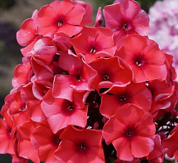 Флокс (метельчатый) - Текила Санрайз