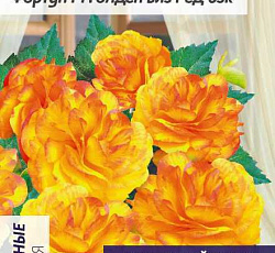 Бегония клубневая Фортун Голден виз Ред Бэк F1