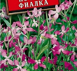 Маттиола Ночная фиалка