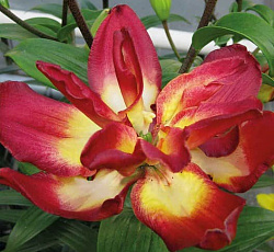 Лилия (азиатская махровая) - Дабл Сенсейшн