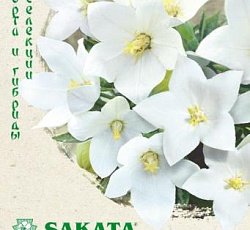 Платикодон крупноцветковый Звезда белая F1