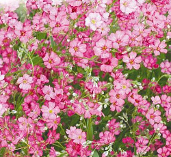 Гипсофила ползучая Розовая