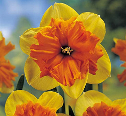 Нарцисс (С расщепленной коронкой) - Мондрагон