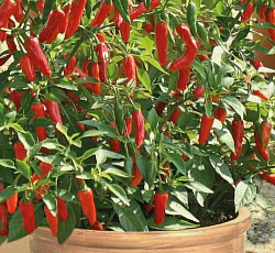 Перец кустарниковый Дракоша (острый)