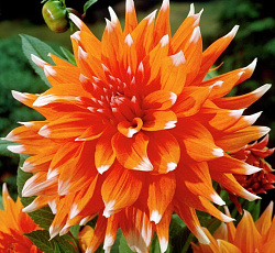 Георгина (полукактусовая) - Колор Спектакл