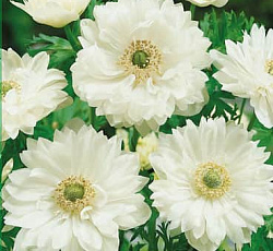 Анемона (корончатая) - Сент Бриджит Маунт Эверест