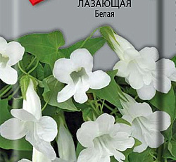 Азарина лазающая Белая