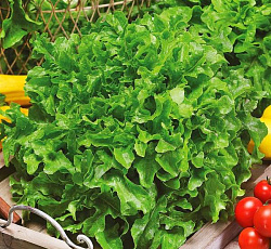 Салат Изумрудный (листовой)