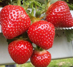 Клубника (земляника) садовая Клери