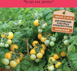 Томат Желтая шапочка