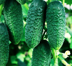 Огурец Кустовой