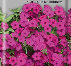 Флокс друммонда Красотка в малиновом