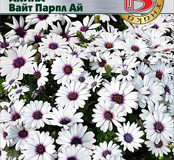Остеоспермум Акила Вайт Парпл Ай