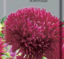 Астра Игл Эсмеральда