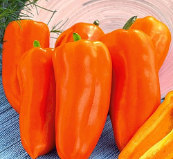 Перец сладкий Оранжевый бык