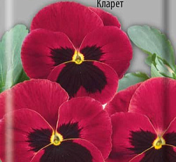 Анютины глазки Кларет