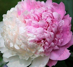 Пион (травянистый) - Мистер Эд