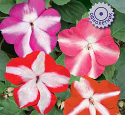 Бальзамин Баланс Стар