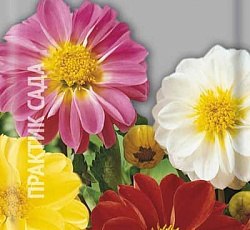 Георгина Махровая смесь окрасок