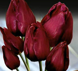 Тюльпан (Многоцветковый) - Уоллфлауэр
