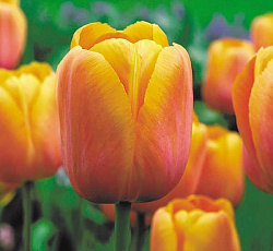 Тюльпан (Российский Гигант) - Юрий Гагарин