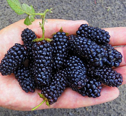 Ежевика - Карака Блэк