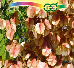 Кельрейтерия метельчатая Розовая гирлянда