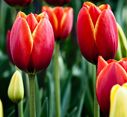 Тюльпан (Триумф) - Веранди