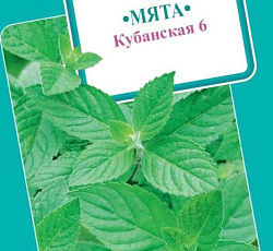 Мята Кубанская 6
