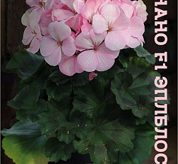 Пеларгония зональная карликовая Нано F1 Эплблоссом