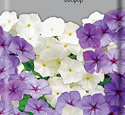 Флокс Босфор