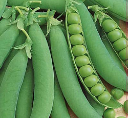 Горох Оскар Агро