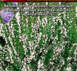 Иссоп лекарственный Белый