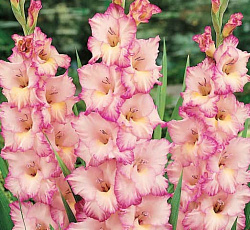 Гладиолус (крупноцветковый) - Присцилла