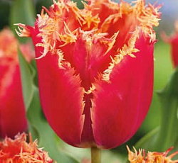 Тюльпан (Бахромчатый) - Люцифер